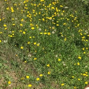 Meet your Posher, Nickalett